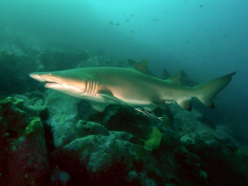 Grey Nurse Shark