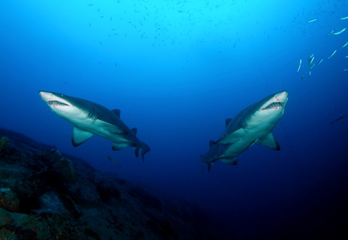 Two grey nurse sharks coming towards the camera, taken from below with the white underneath of the sharks.