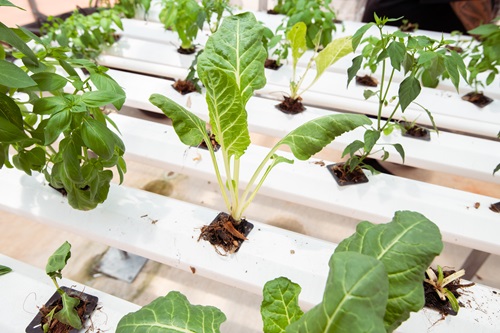 Leafy green plants growing in a hydroponic system inside a Food Ladder greenhouse in Broome, with rows of white horizontal structures supporting the plants in small square containers.