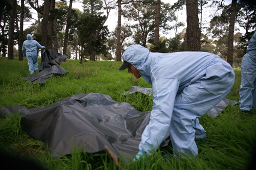 Several individuals in blue protective suits and gloves are working outdoors in a grassy, tree-lined area. They are handling large black plastic sheets or bags on the ground, suggesting an investigation activity in a forested setting