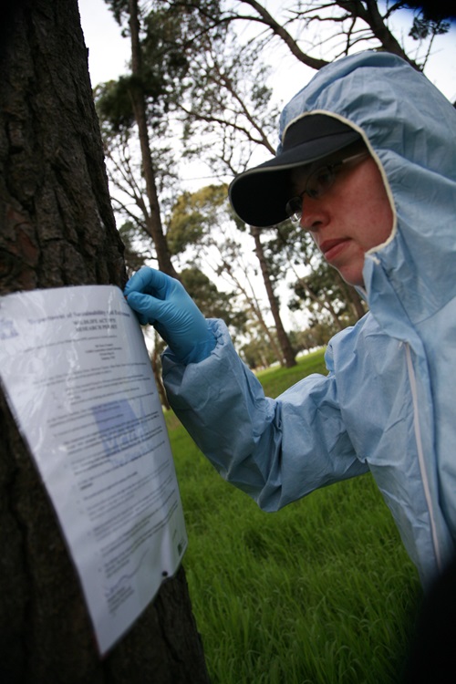 A person in protective clothing and gloves is examining a document on a tree in a grassy, wooded area