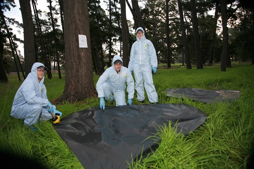 Several individuals in blue protective suits and gloves are working outdoors in a grassy, tree-lined area. They are handling large black plastic sheets or bags on the ground, suggesting a investigation activity in a forested setting