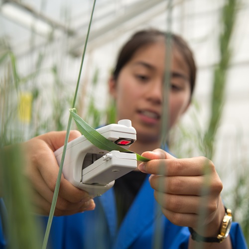 Person wearing a blue lab coat uses a handheld device to measure or analyze a green plant leaf inside a greenhouse, surrounded by tall plants.