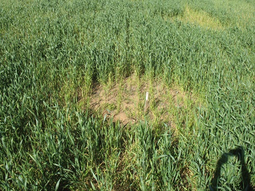 A wheat field with a clearly visible circular bare patch where crop growth has been killed or stunted by fungal disease.