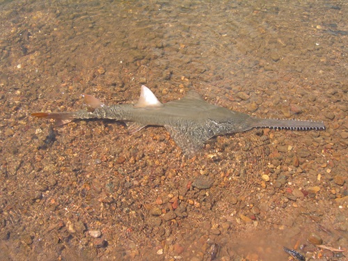 Sawish on sand in clear, shallow water