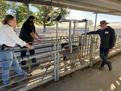 Three people standing in a fenced yard looking at a sheep in the run