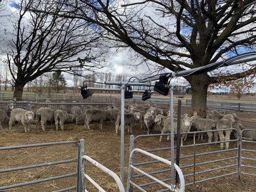 Small cameras on a pole overlooking a fenced containment area in a paddock with a small flock of sheep in the far corner.