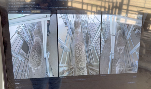 A computer monitor in the field (a sheep yard) showing 3 views of sheep going through the run.