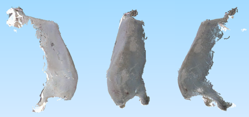 Early versions of reconstructed 3D images of a sheep from the system cameras showing three angles on a pale blue background