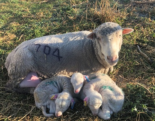 Lambs curled up next to their mother