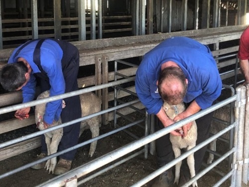 Two people in fenced enclosure administering vaccine to sheep