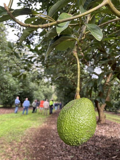 Avacado on a tree