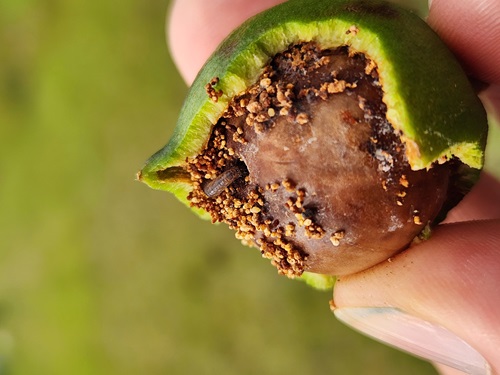 Macadamia nit with skin partly removed showing infestation of insects.