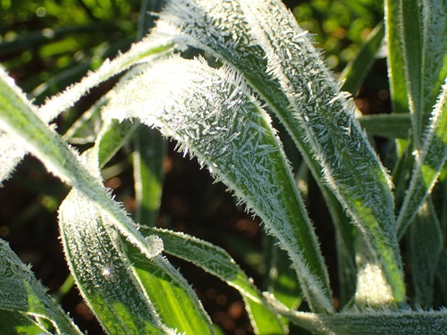 Sun rays highlight frost on wheat plant