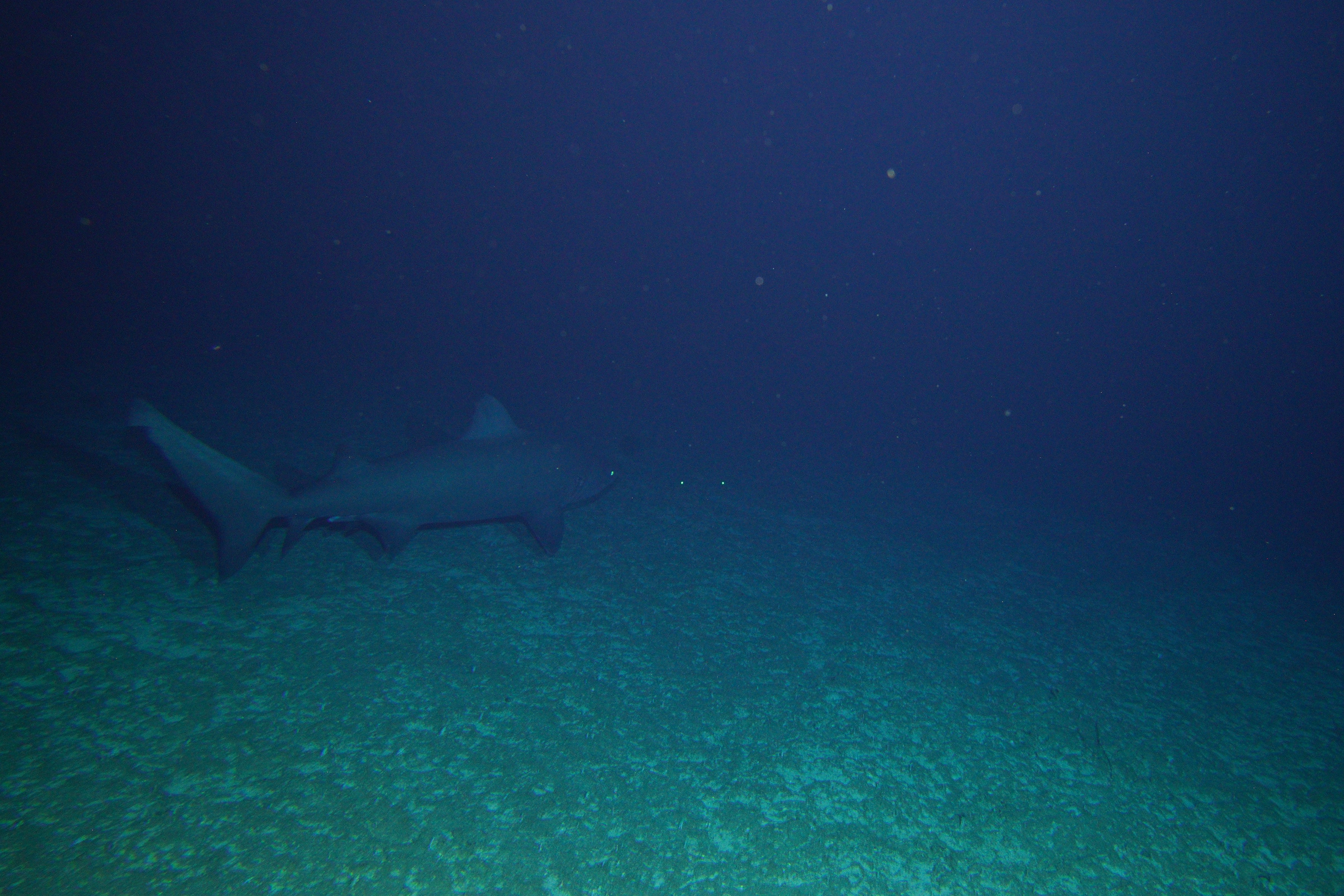 Scientists Discover More Than 110 New Species in the Deep Coral Sea, Including Four New Sharks
