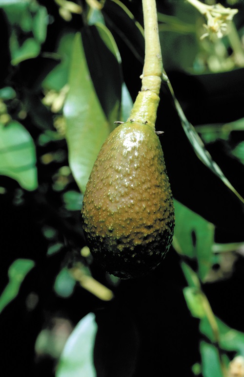 Close up of immature avocado fruit hanging on a tree