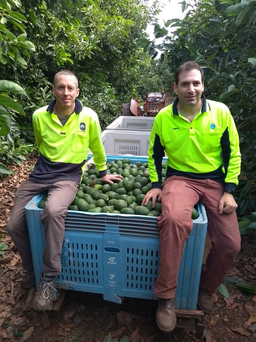 Two people in high viz tops sitting on the edge of a large container filled with avocados in between rows of avocado trees