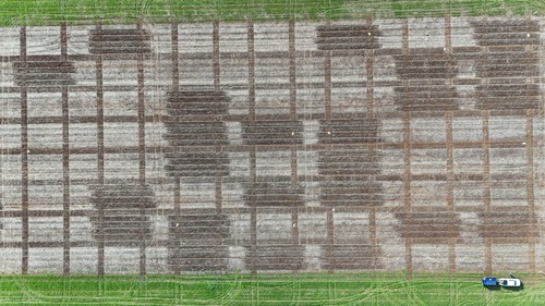Aerial view of a field trial divided into a grid of rectangular plots. Darker strips of soil stand out against paler plots, with narrow tracks running between them. Green paddocks border the top and bottom, and a ute towing a blue trailer is parked in the bottom-right corner.