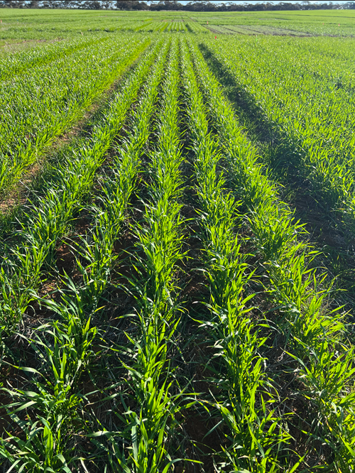 Rows of young green cereal plants stretch into the distance