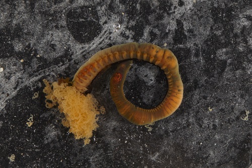 An orange worm-like animal with a mass of tentacles protruding from one end.