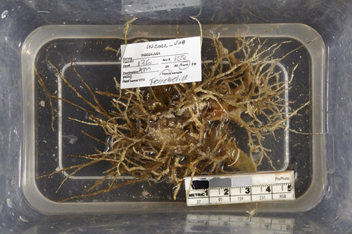 A plastic container filled with a mass of brown root-like structures.