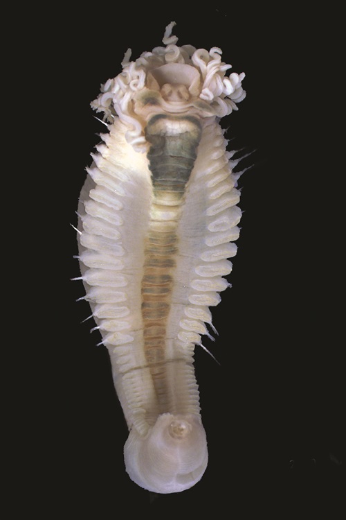 A bizarre looking white worm with multiple little leg-spikes along its body and a head covered in tentacles that look like spaghetti.
