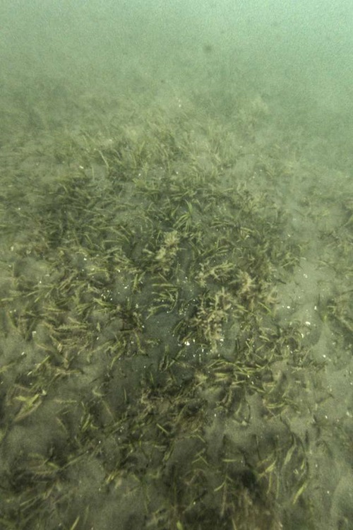 An underwater view of a seagrass meadow growing on a sandy seabed in shallow, clear coastal waters. Patches of green seagrass cover the sandy ocean floor.