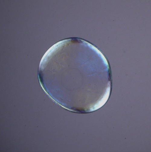 A microscopic image of recombinant honeybee silk 