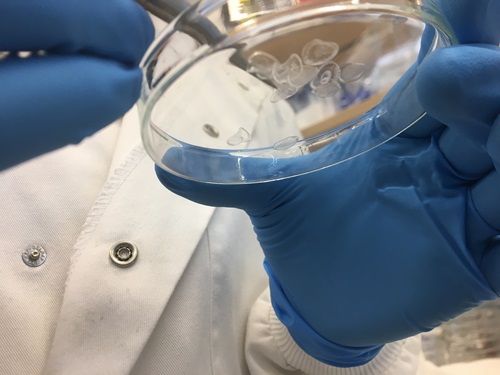 Gloved hands holding a Petri dish with several honeybee silk film samples