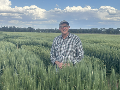 Dr Greg Rebetzke wearing a cap, standing in a field of green wheat, trees in the far background and a blue sky with clouds overhead. 