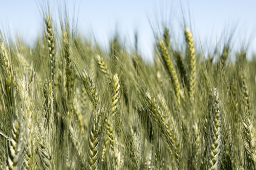 Heads of wheat with a green tinge against a blue sky