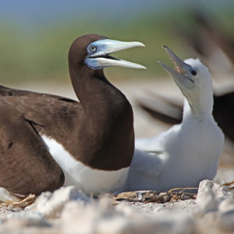 An adult and infant bird pictured with beaks open. The infant is white and fluffy, the adult has a blue beak with striking black and white plumage.