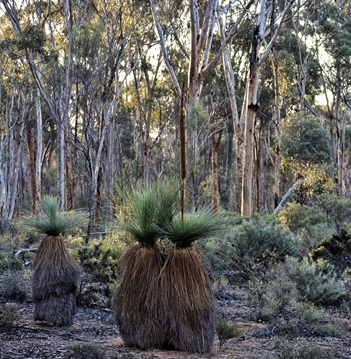 An image of vegetation layers.