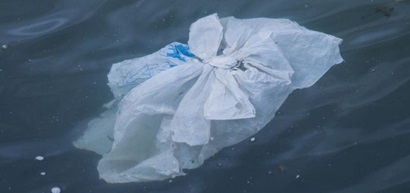 A large plastic bag floating in water. 