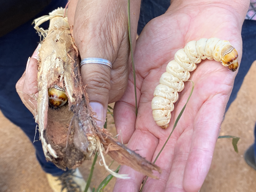 Person holding a Baardi (Witchetty Grub)