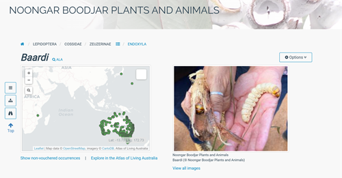 Screenshot of the Noongar Boodjar Plants and Animals encyclopaedia 