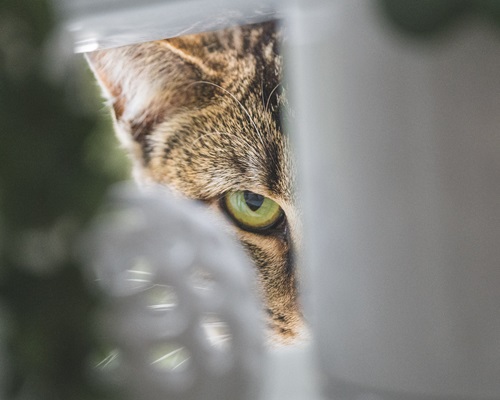 An extreme close up of a feral cat, with tabby markings and green eyes, seen through a fence. 