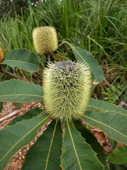 Banksia flower