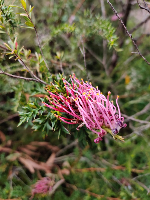 Grevillea flower