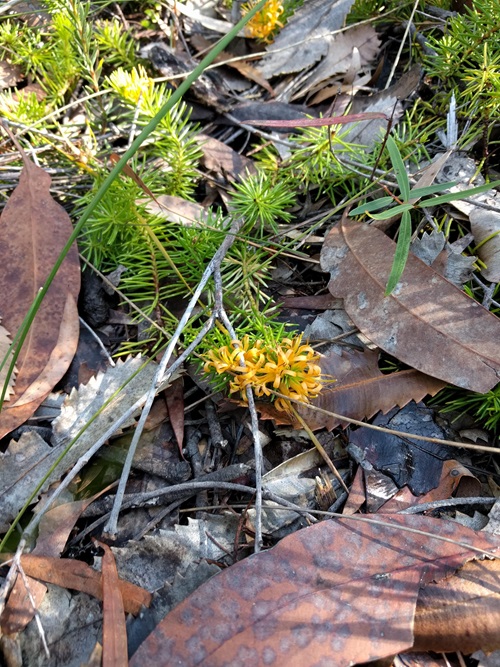 Mountain Geebung flower