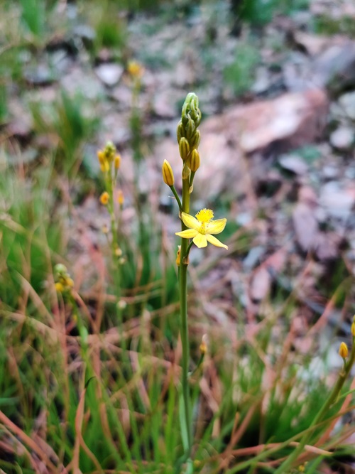 Native Onion flower