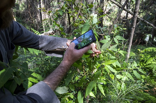 Image of a person holding a mobile phone and taking a photograph of a plant species