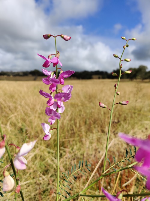Smooth Darling-pea flower