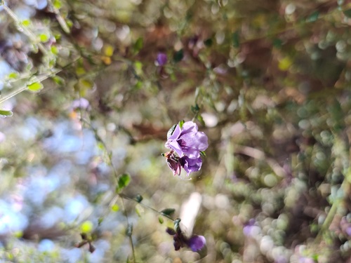 Violet Mint-bush flower