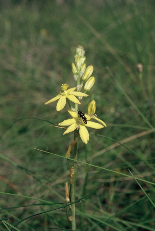 An image of a bee on a yellow flower