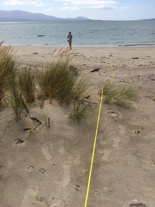 A measuring tape along the beach with a scientist by the water's edge