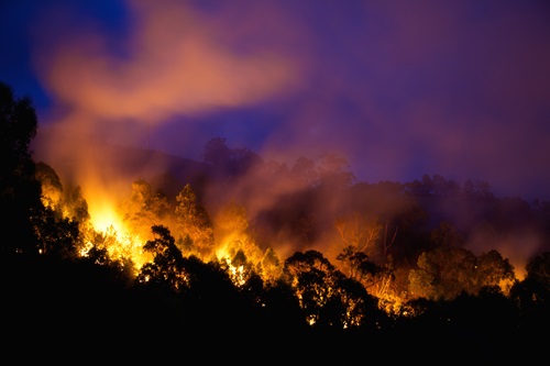 forest fire with flames rising above the trees and smoke going into the atmosphere. Image: iStock