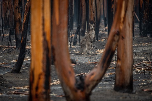 Bush burnt by fire with a kangaroo in the distance with a joey in its pouch