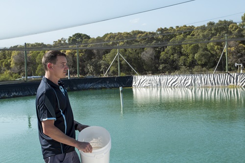 A scientist holds a bucket next to a prawn pool