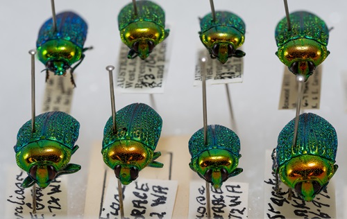 Some of the beautiful jewel beetles in the Australian National Insect Collection.